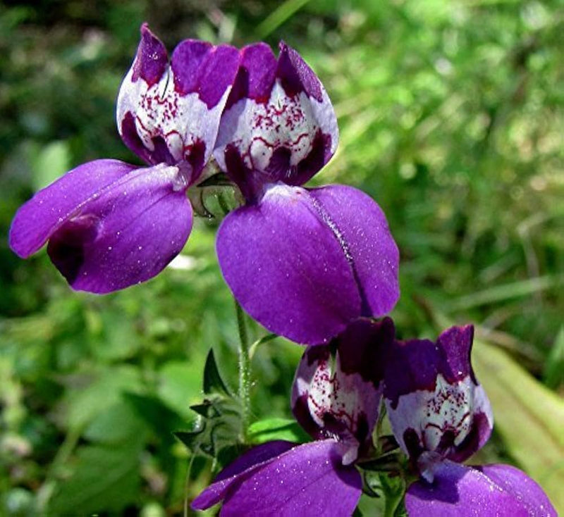 Lila heterophylla samen for anpflanzung