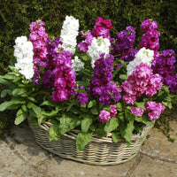 Lila hoary stock blumen used in arrangements