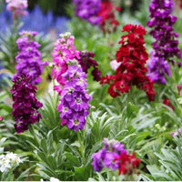 Lila hoary stock blume samen for anpflanzung