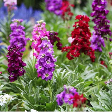 Lila hoary stock blume samen for anpflanzung