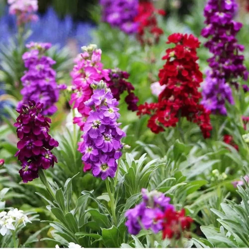 Lila hoary stock blume samen for anpflanzung