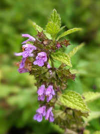 Non gmo lila horehound blume samen