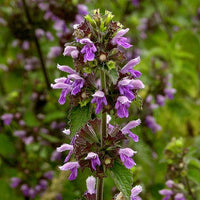 Ornamental lila horehound samen for gardens