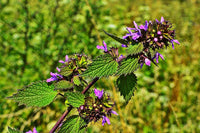 Lila horehound attracting pollinators