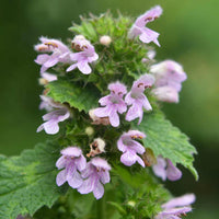 Lila horehound samen for anpflanzung