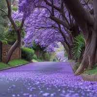 Vibrant lila jacaranda samen for anpflanzung blume