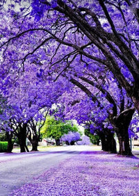 Lila jacaranda tree samen for anpflanzung