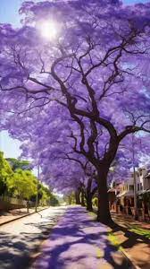 Ornamental jacaranda tree with violet blooms
