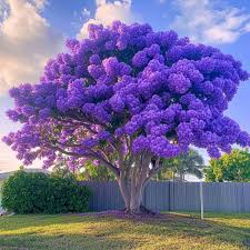 Jung jacaranda tree wachsend outdoors