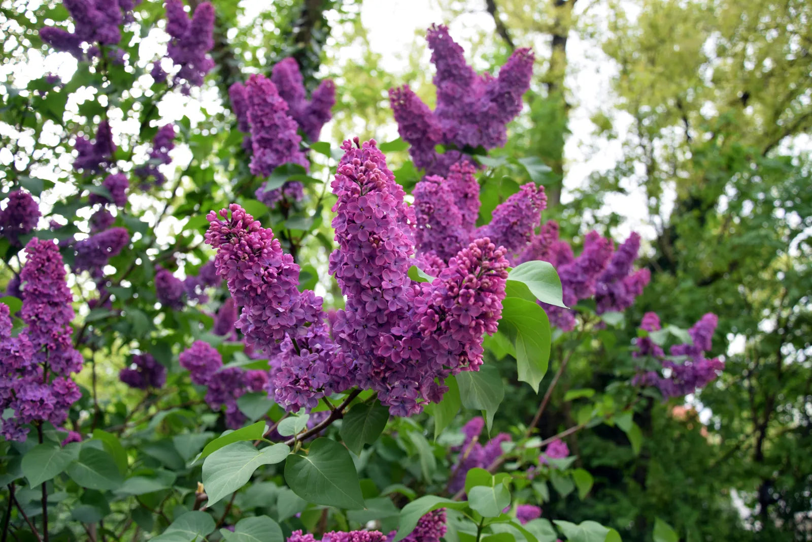 Lilac Lila Blume Samen zur Aussaat – mehrjährig Garten Blüten