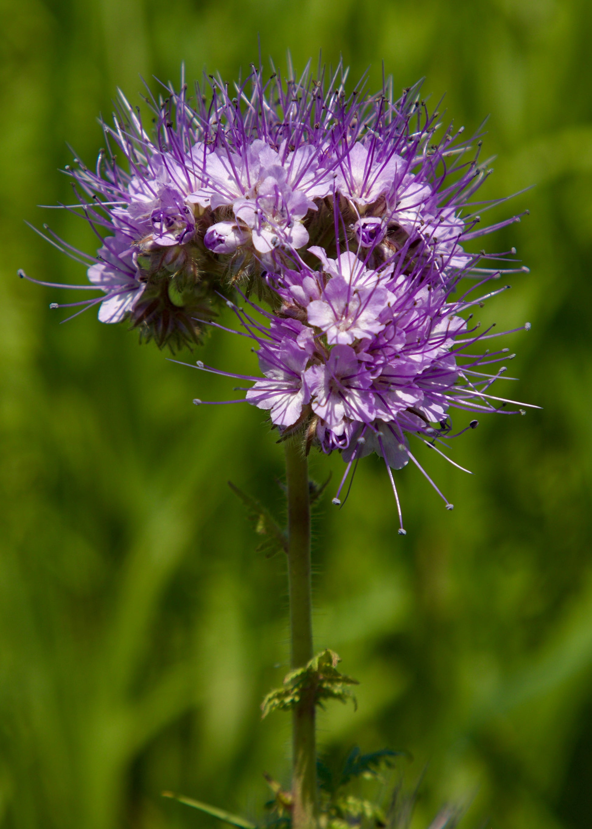 High germination lila phacelia samen