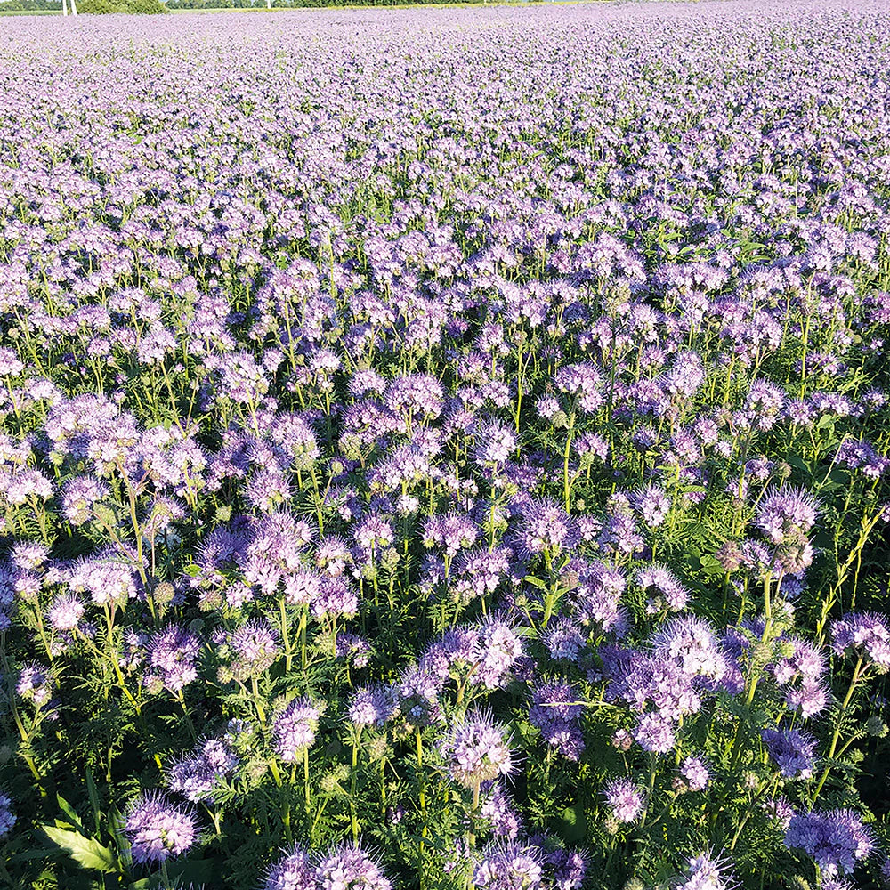 Non-gmo lila phacelia samen