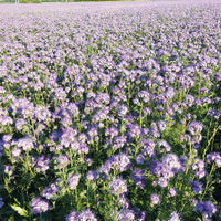 Non-gmo lila phacelia samen
