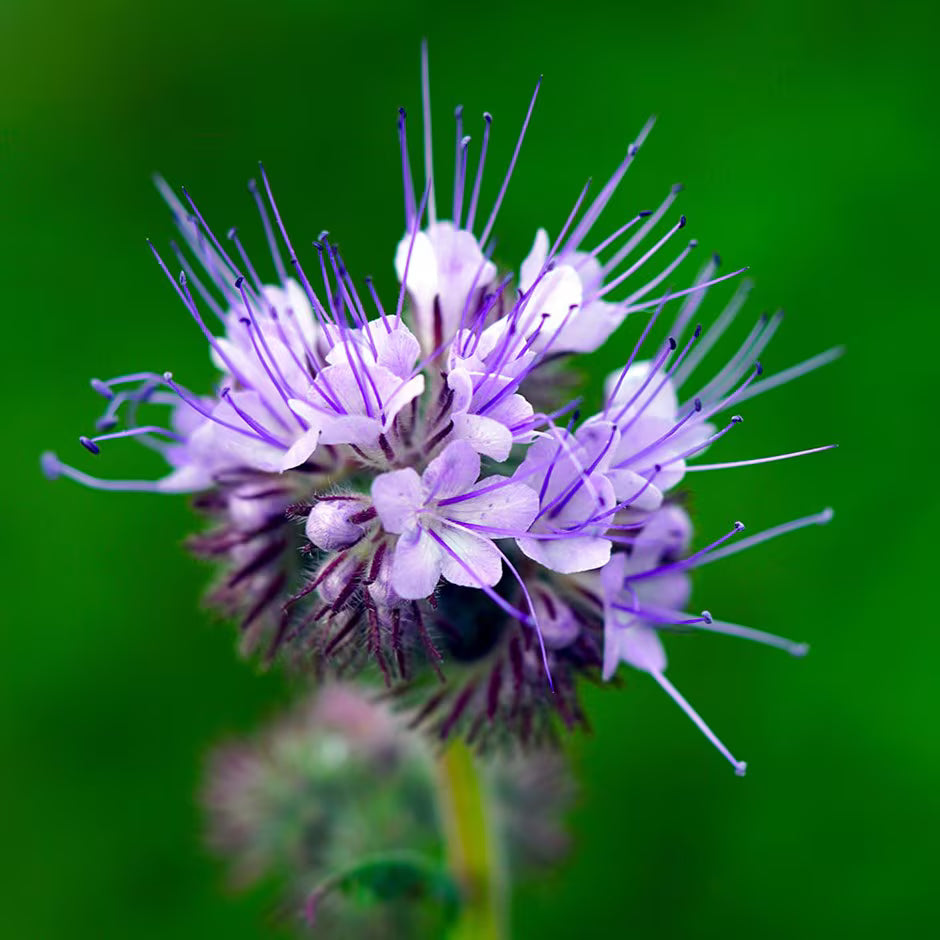 Ornamental lila phacelia flowering pflanze