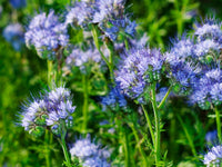 Bees visiting lila phacelia blooms
