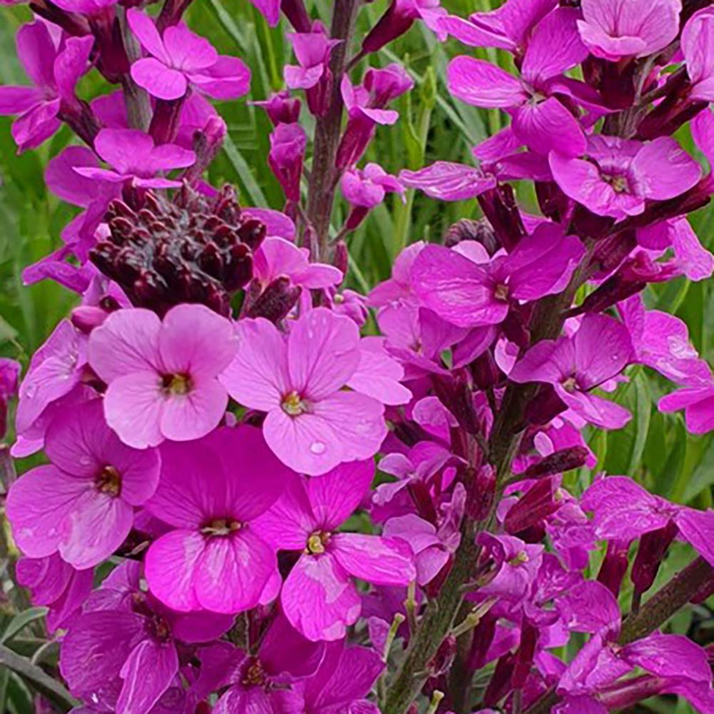 Ornamental linifolium pflanze with lila-rosa blooms