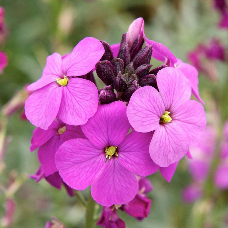 Lila rosa linifolium blume samen for anpflanzung