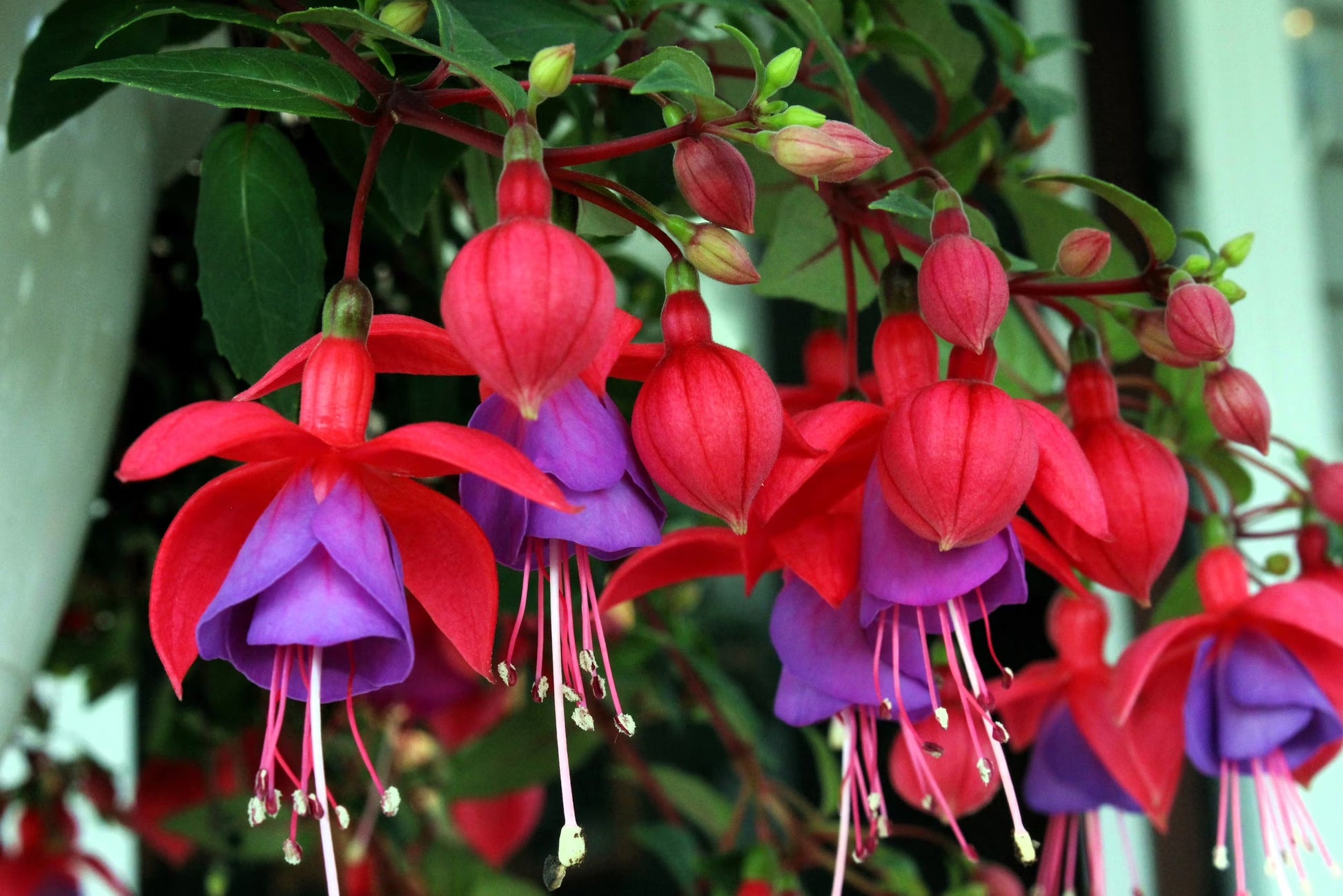 Fuchsia pflanze with cascading lila-rot blooms in hanging basket