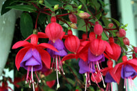 Fuchsia pflanze with cascading lila-rot blooms in hanging basket