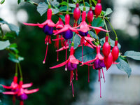 High germination lila rot fuchsia samen