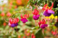 Non-gmo lila rot fuchsia samen
