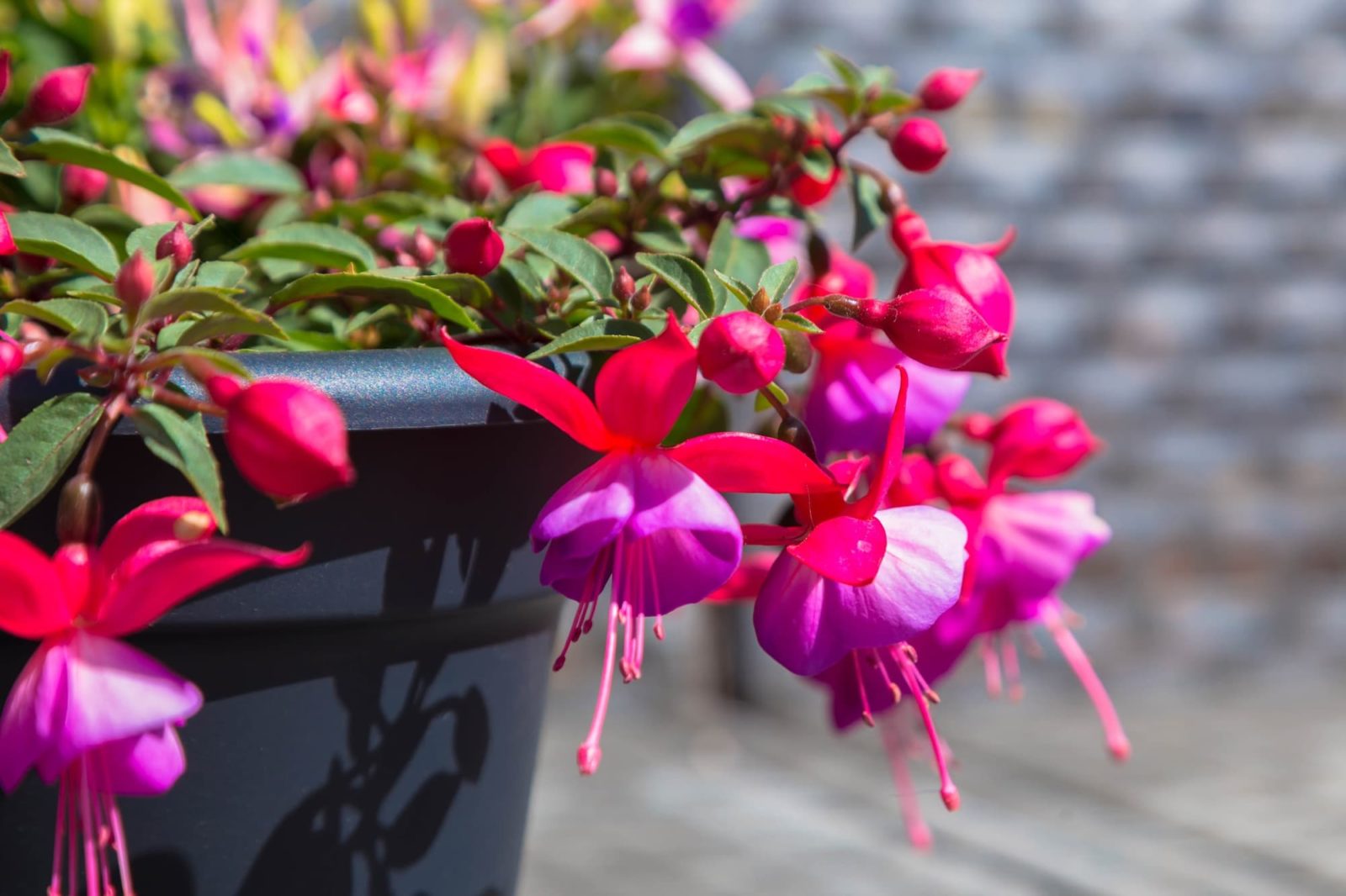 Ornamental fuchsia pflanze with vibrant two-tone blumen