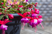Ornamental fuchsia pflanze with vibrant two-tone blumen