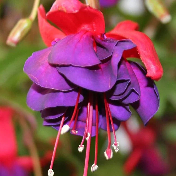 Lila rot fuchsia blume samen for anpflanzung