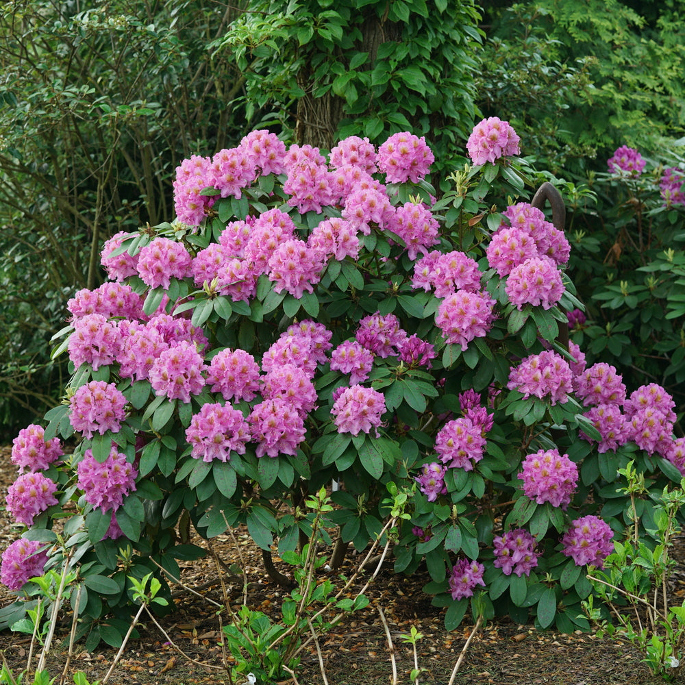 Evergreen foliage of lila rhododendron