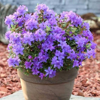 Non-gmo rhododendron samen
