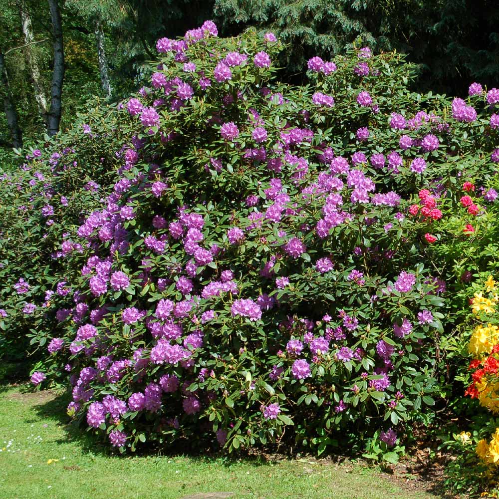 Ornamental rhododendron shrub with lila blooms
