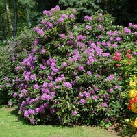 Ornamental rhododendron shrub with lila blooms