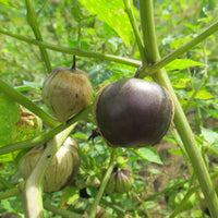 Lila Tomatillo Samen für einfache Aussaat