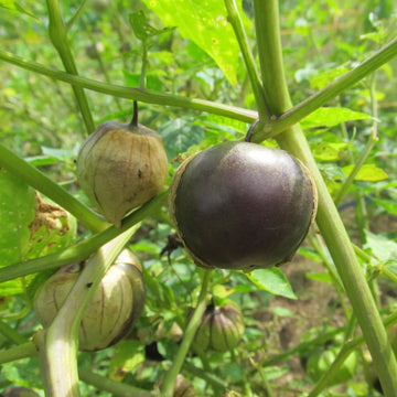 Lila Tomatillo Samen für einfache Aussaat
