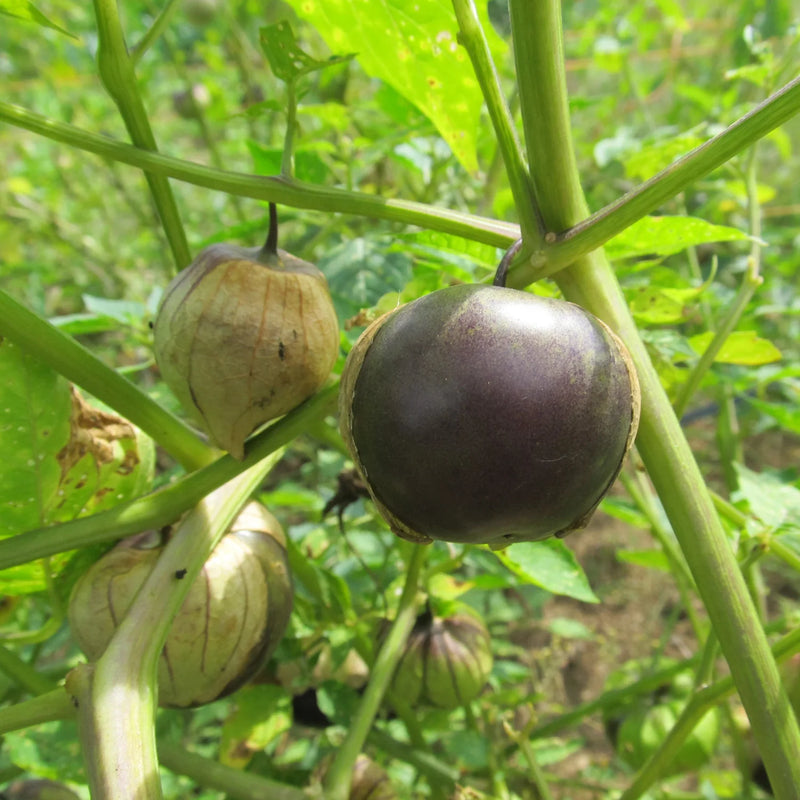 Lila Tomatillo Samen für einfache Aussaat