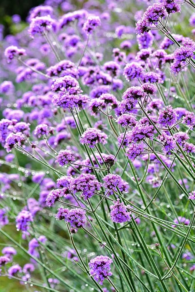 Non-gmo lila verbena samen