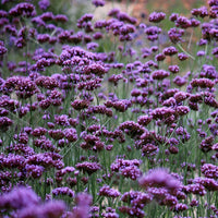 Butterflies visiting lila verbena blooms