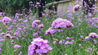 Lila verbena blume samen for anpflanzung