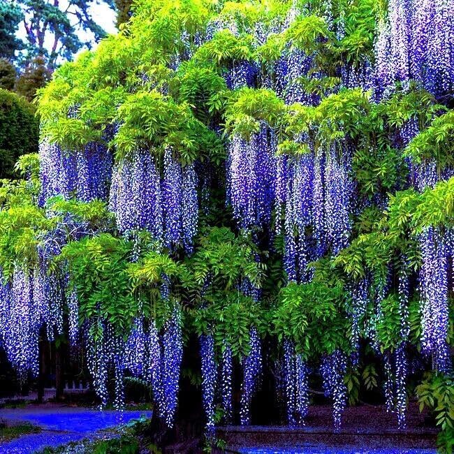 Ornamental lila wisteria bonsai pflanze