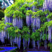 Ornamental lila wisteria bonsai pflanze