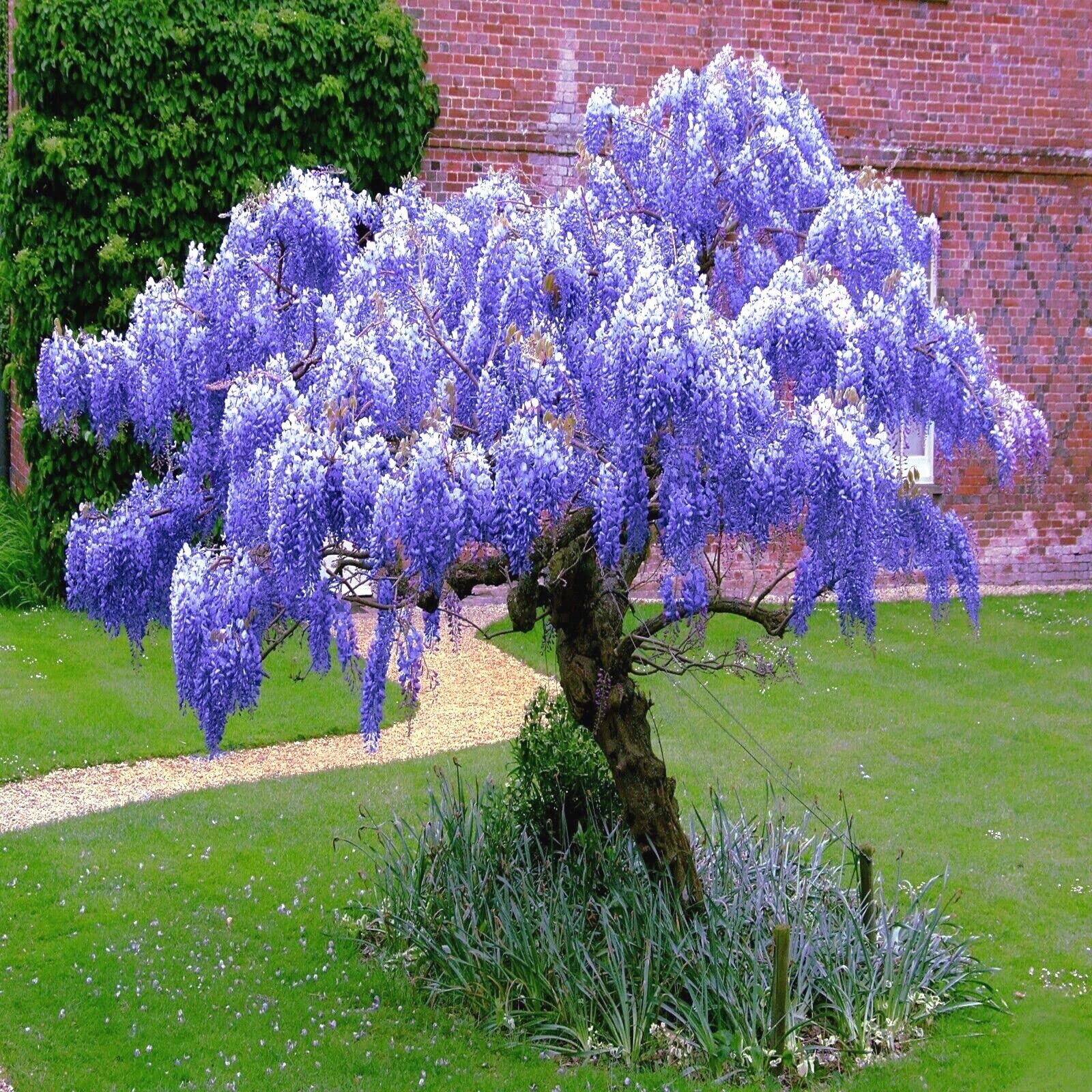 High germination lila wisteria samen