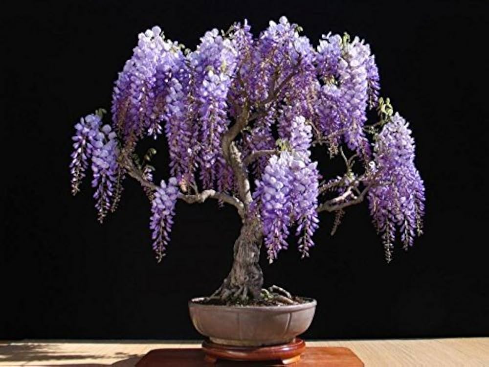 Non gmo lila wisteria samen