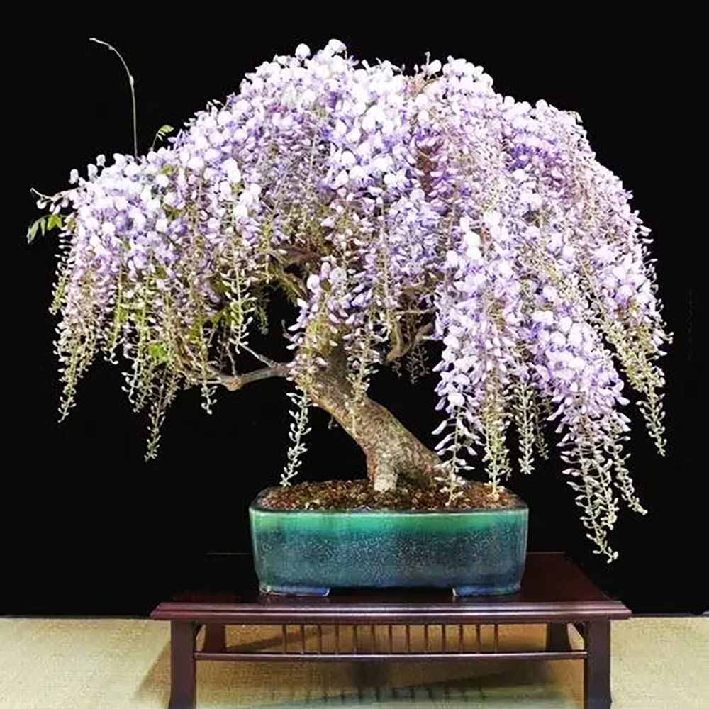 Lila wisteria wachsend on pergola