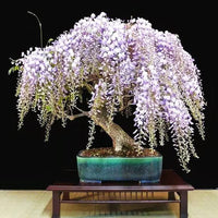 Lila wisteria wachsend on pergola