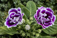 Lila Weiß Gloxinie Blumensamen saisonal Dauerblüher Traditionssorte & ohne Gentechnik Samen Hausgarten