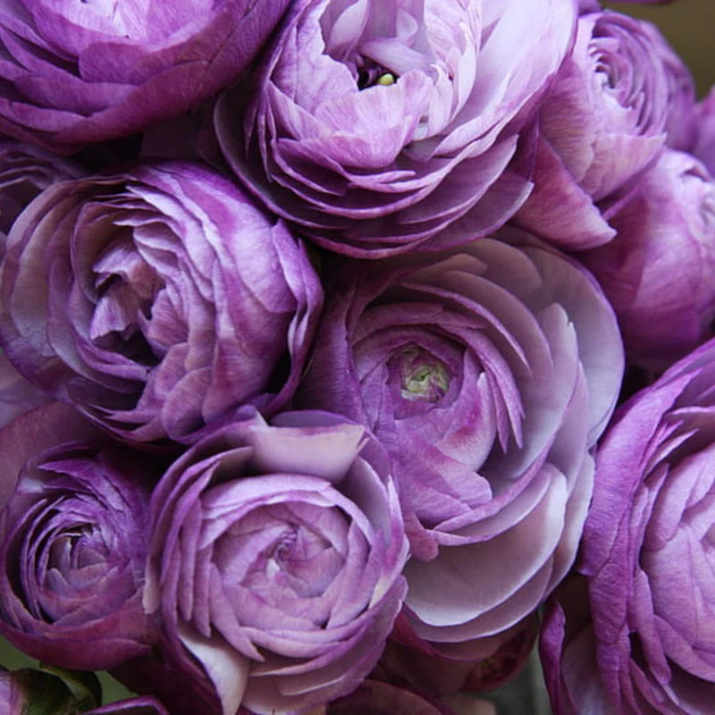 Lavendel Ranunculus Blumensamen – Halbschatten verträglich Traditionssorte & ohne Gentechnik Hausgarten