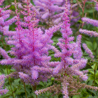 Lila astilbe garten blumen