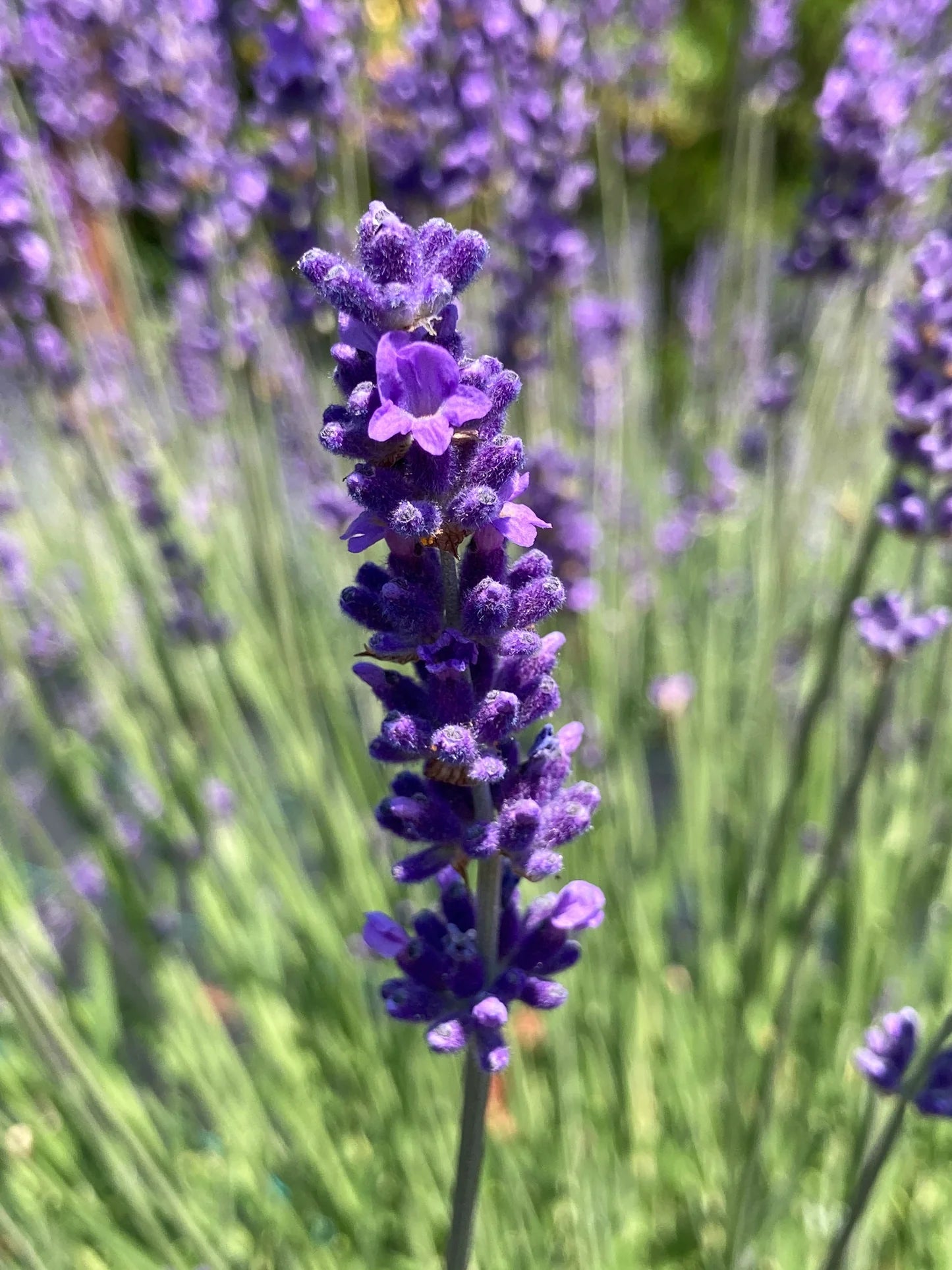Lavendel Blumensamen zur Aussaat – hochwertige Qualitäts- – Traditionssorte & ohne Gentechnik Samen Hausgarten