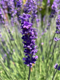 Lavendel Blumensamen zur Aussaat – hochwertige Qualitäts- – Traditionssorte & ohne Gentechnik Samen Hausgarten