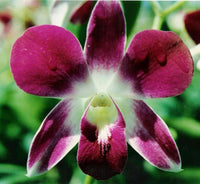 Schmetterlingsorchidee Orchidee Blumensamen zur Aussaat – robust Sorte – Traditionssorte & ohne Gentechnik Samen Hausgarten